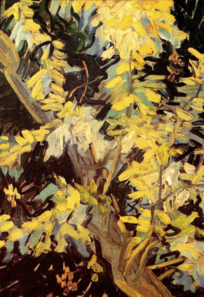 Vincent van Gogh Blossoming Acacia Branches