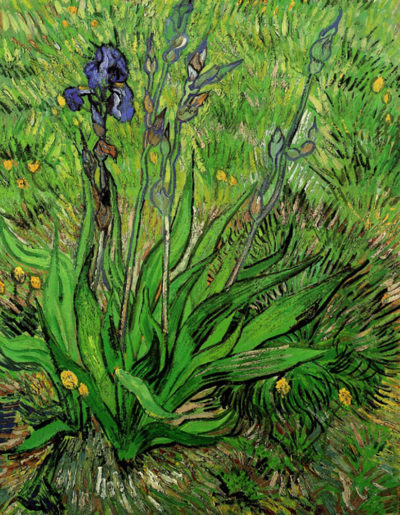 Vincent van Gogh The Iris